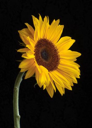 Sunflower Wax